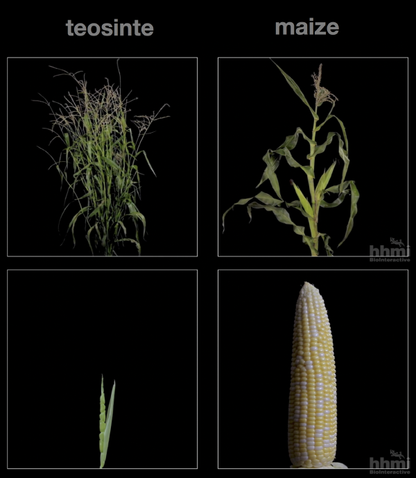 Crop Wild Relatives