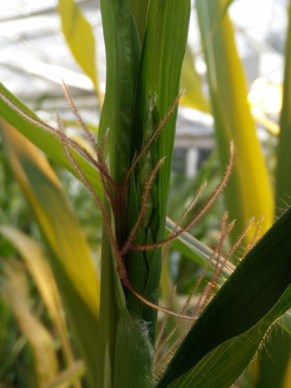 Gene Regulation for Crop Improvement