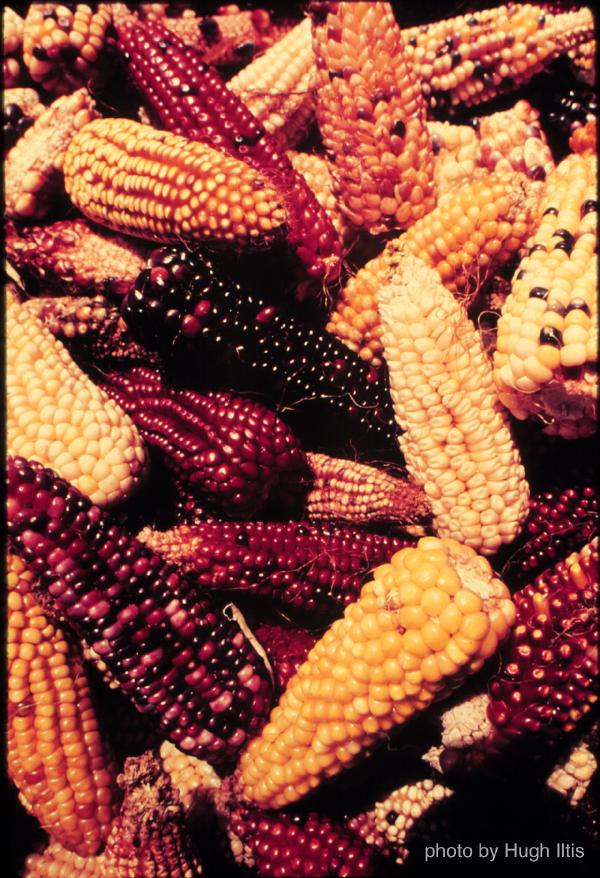 Structural Variation for Crop Improvement